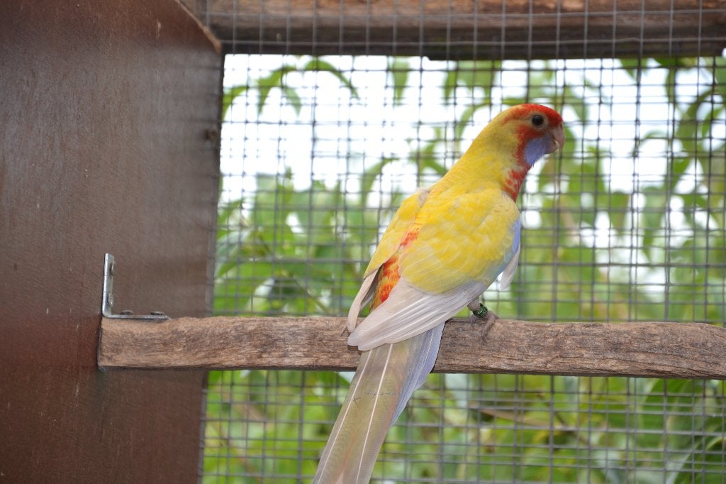 Penant parkieten, Plusieurs animaux, Perruche, Bagué