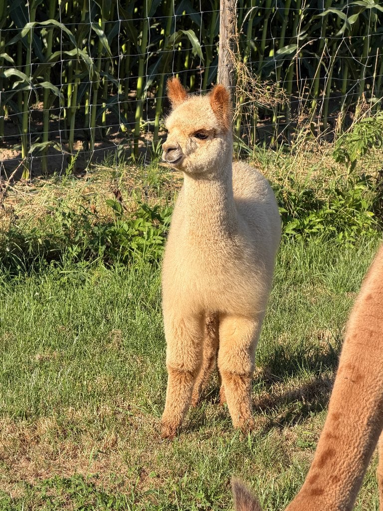 Alpaca hengstje Theo met stamboom – afstamming Appaloosa, Avril, Mâle