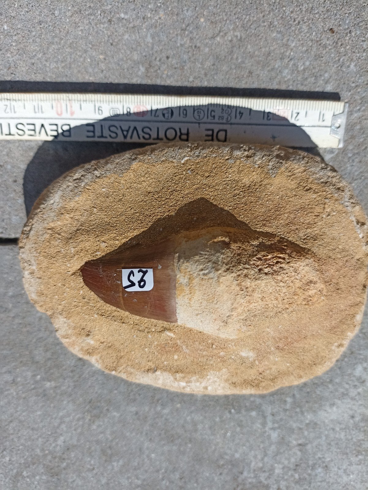 Fossiele tand van een Mosasaurus., Verzamelen, Ophalen