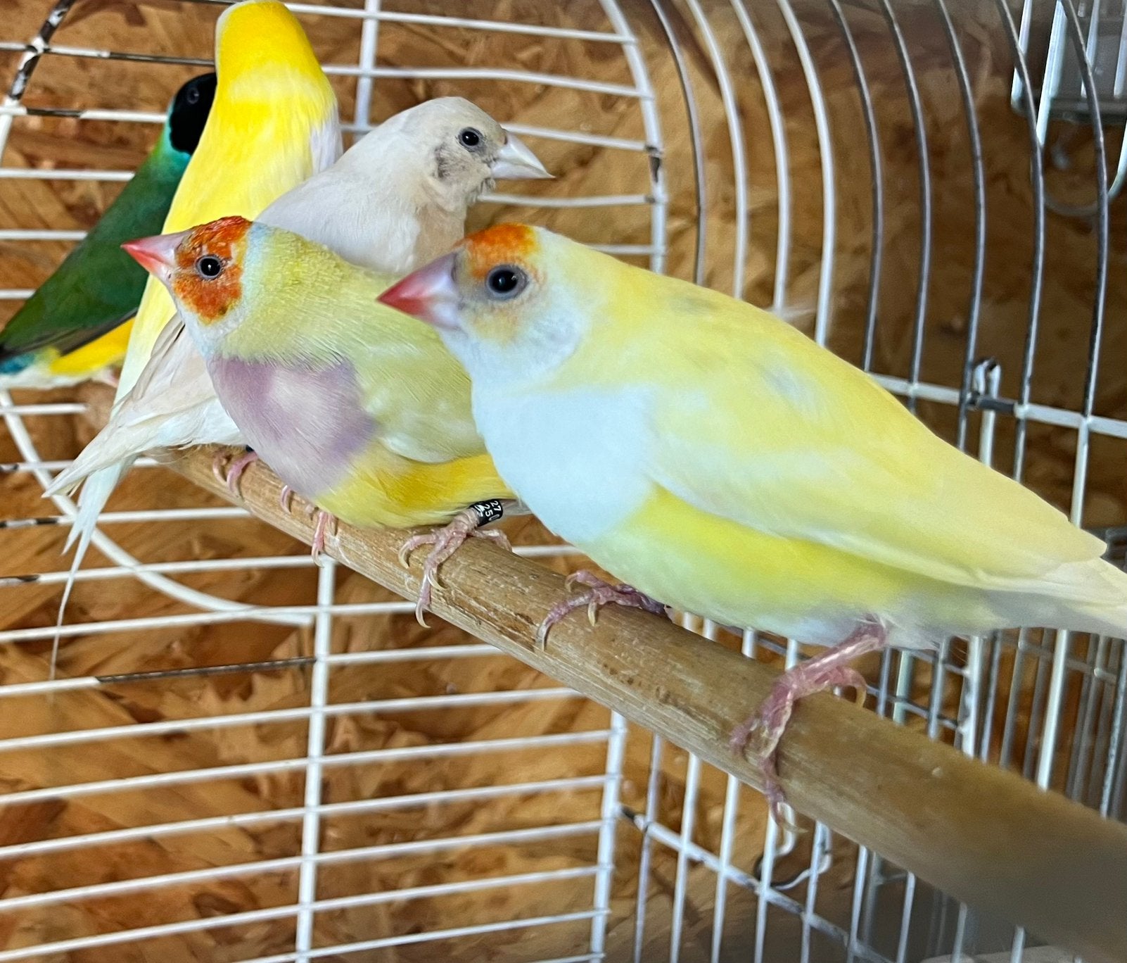 4 gouldamandines, Dieren en Toebehoren