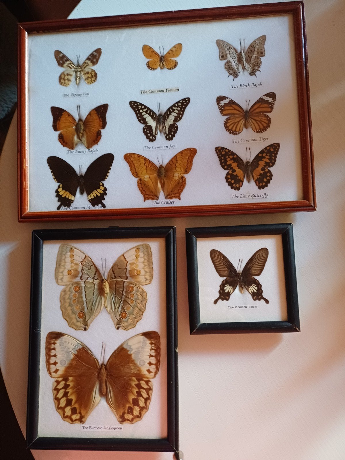 taxidermie vlinders., Verzamelen, Ophalen, Insect