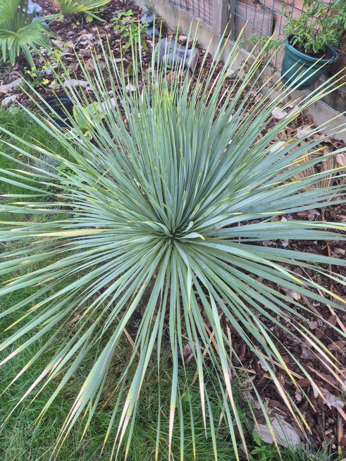 yucca rostrata, Tuin en Terras, Ophalen, Vaste plant, Halfschaduw