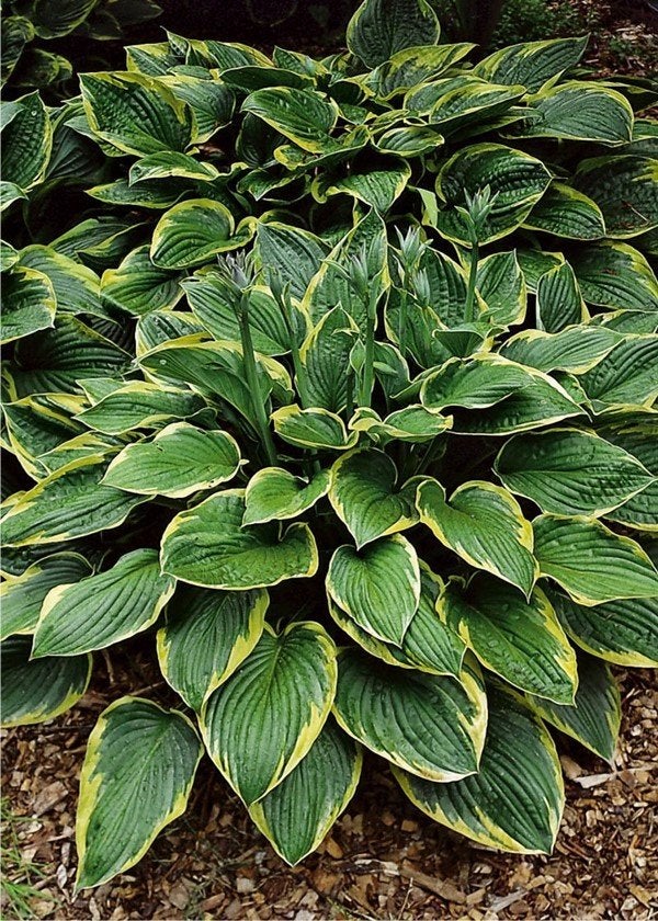 Hosta Fortunei Aureomarginata, Tuin en Terras, Planten | Tuinplanten, Ophalen, Vaste plant, Overige soorten
