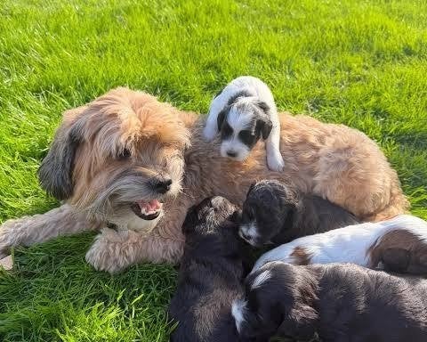 boomer pupps / reserveren, België, Particulier, Overige rassen, Geslacht onbekend