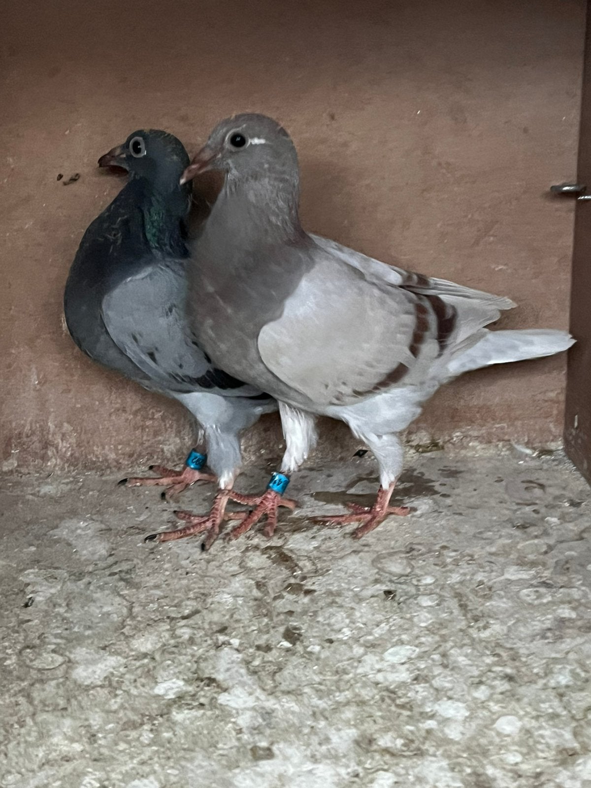 Koppel jonge ZWARE Fond duifjes ( Barcelona ras), Dieren en Toebehoren