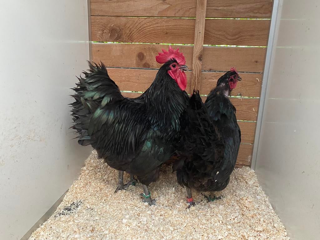 Zwarte australorp haan met 2 hennen, Dieren en Toebehoren