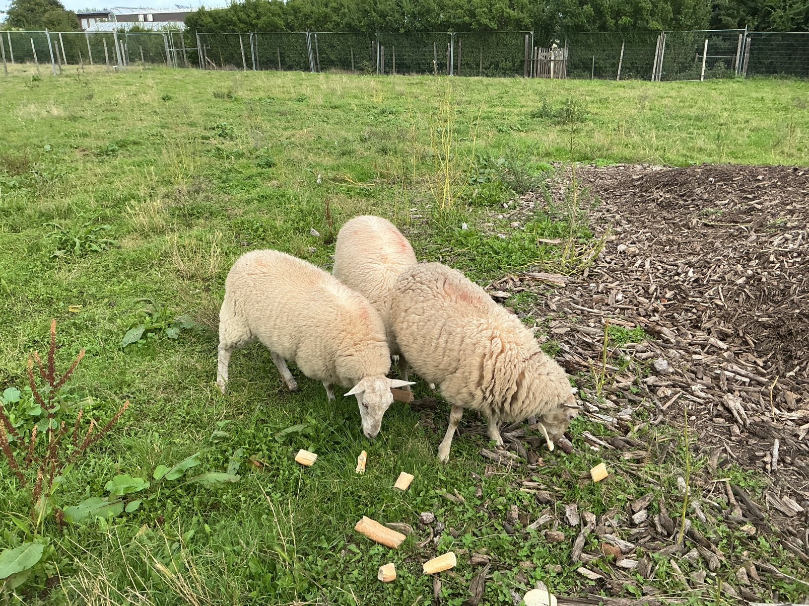 3 schapen, Dieren en Toebehoren, Vrouwelijk, Schaap, 0 tot 2 jaar