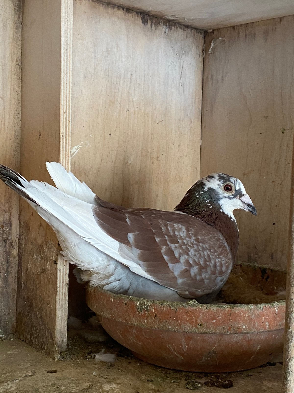Kweker 2025, Dieren en Toebehoren, Mannelijk, Postduif