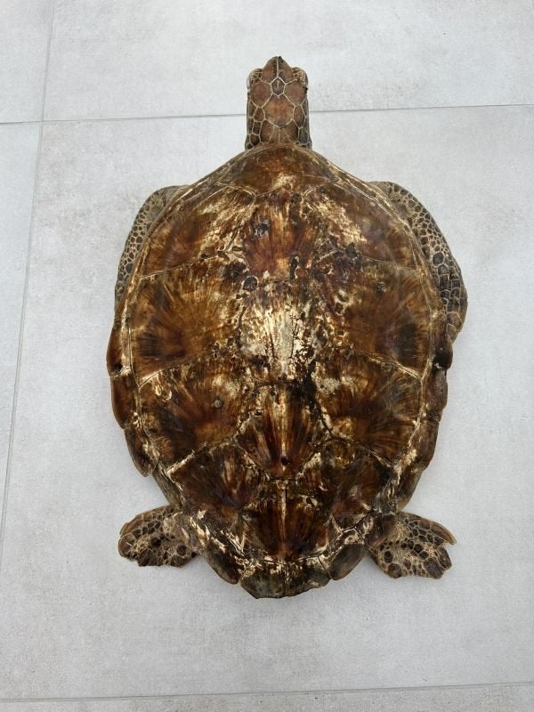 Antiek schildpadschild - taxidermie schild - schildpad, Ophalen of Verzenden