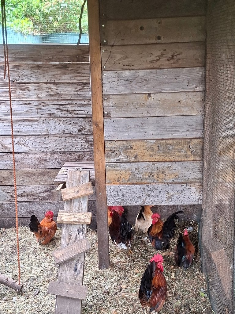 Chabohaantjes (gratis), Dieren en Toebehoren, Pluimvee, Mannelijk, Kip