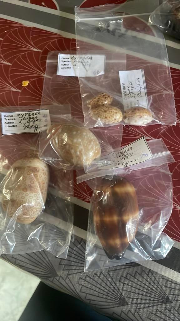 Coquillages, Enlèvement ou Envoi, Coquillage(s)