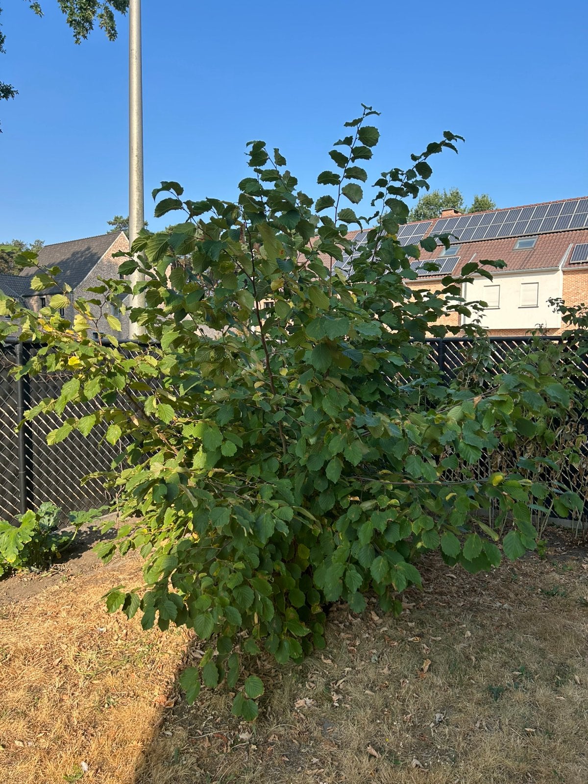 Hazelaar, Tuin en Terras, Ophalen