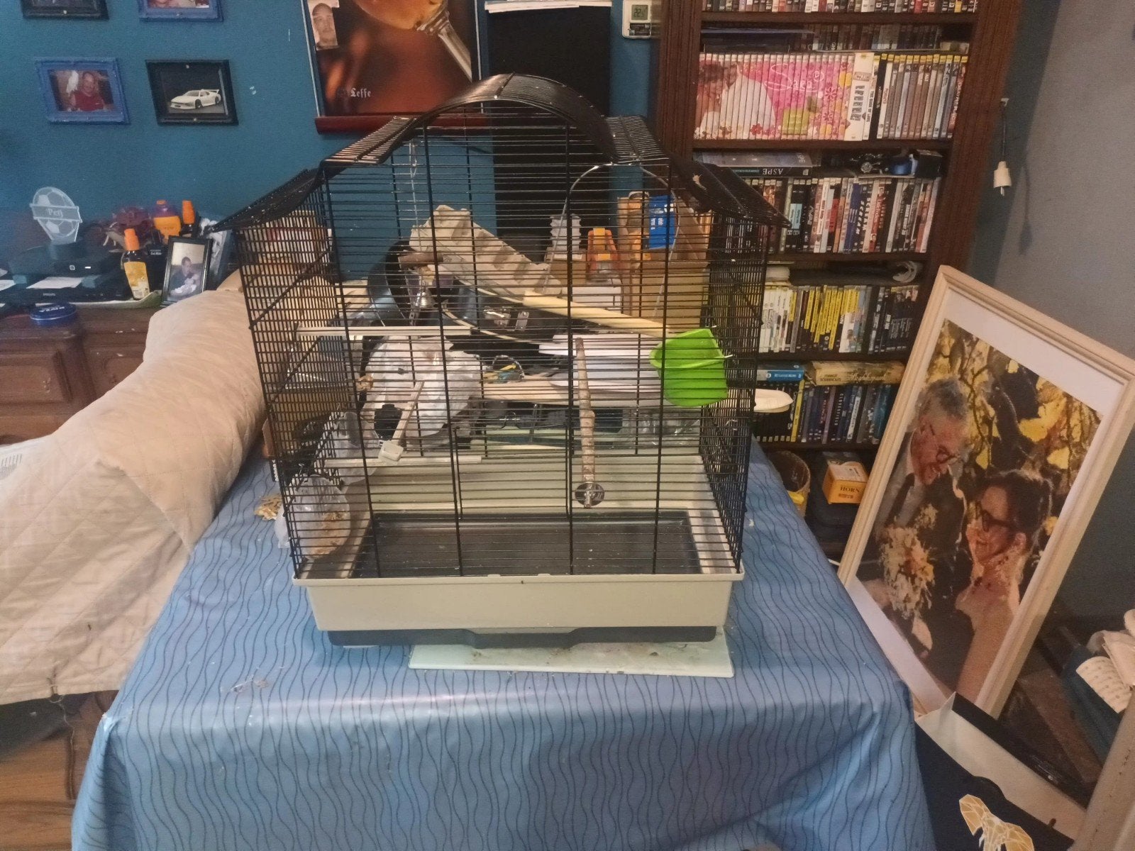 Vogel kooi met speegoed in te koop, Ophalen, Kooi