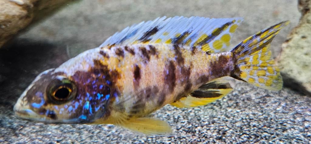Cichlidés Aulonocara Yellow Berry Malawi, Animaux & Accessoires, Poissons | Poissons d'aquarium, Poisson d'eau douce, Poisson