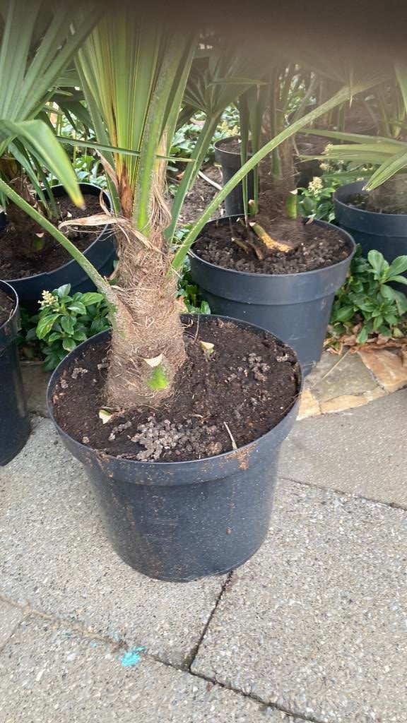 Trachycarpus fortunei, winterharde palmboom, Enlèvement
