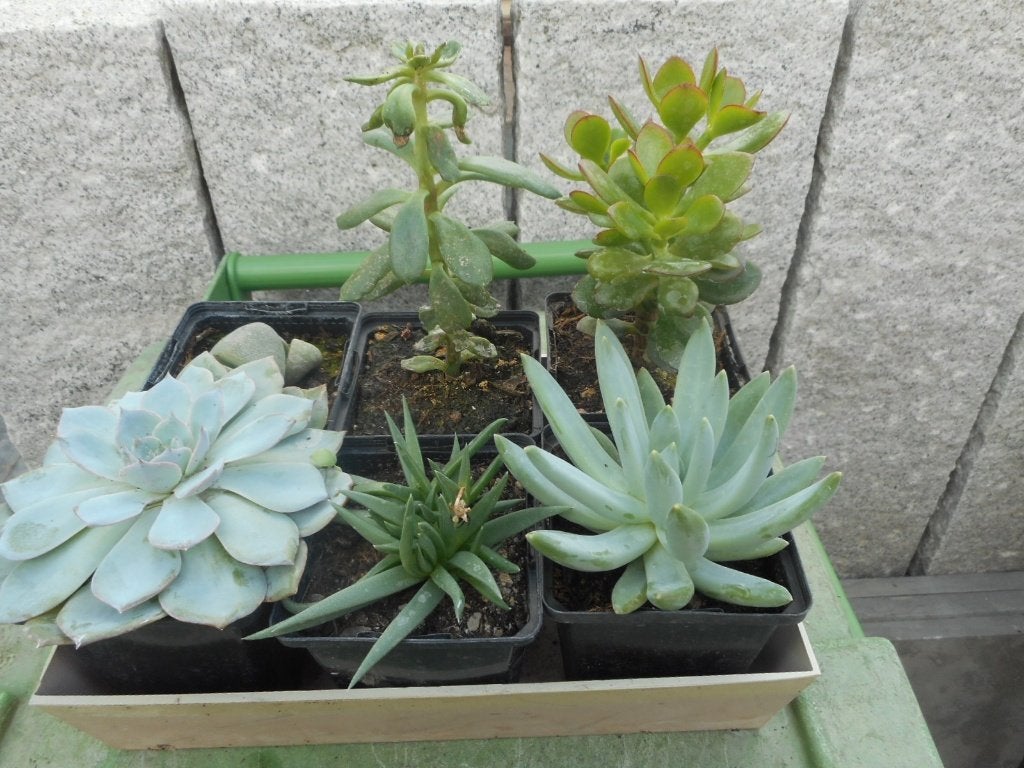 Plantes, Jardin & Terrasse, Enlèvement ou Envoi, Plante fixe, Autres espèces, Mi-ombre