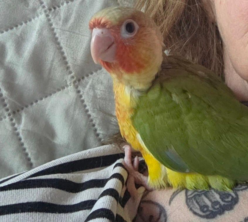 Conure molinae