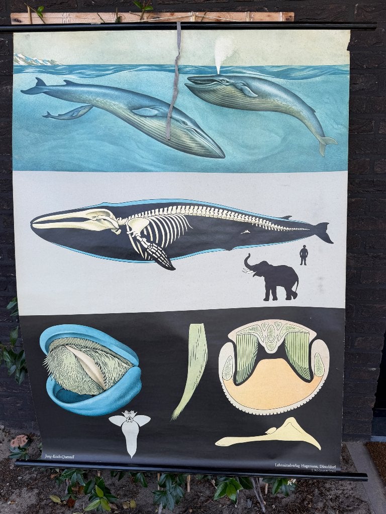 Oude Vintage Schoolkaart “Walvis” - Jung-Koch-Quentell, Envoi