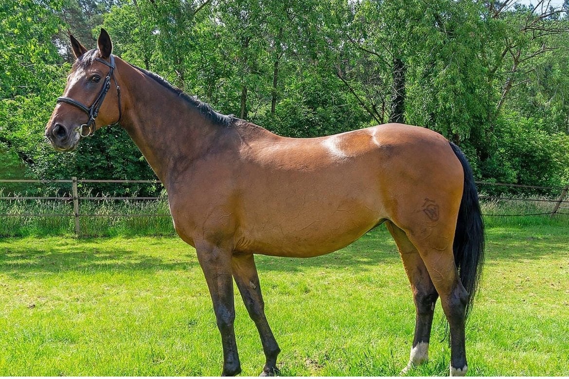 Recreatiepaard te koop, B, 11 ans ou plus, Avec pedigree, 160 à 165 cm