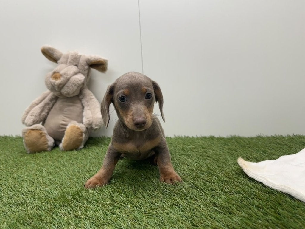 Portée de chiots Kaninchen Teckel, Animaux & Accessoires, Maladie de Carré (chiens), Poils courts, Chien (mâle), Belgique