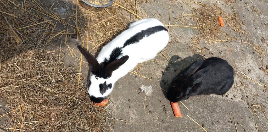 Vlinder wit zwart 6maand ingeent