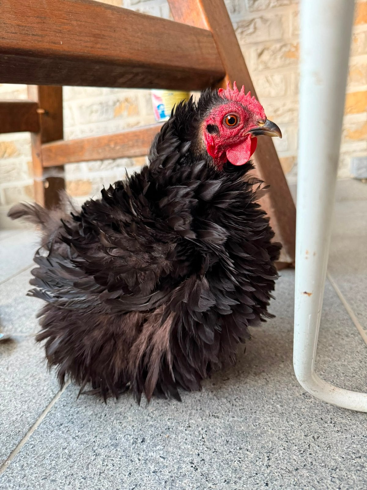 Cochin kriel hen + kuikens🐓, Animaux & Accessoires, Volatiles