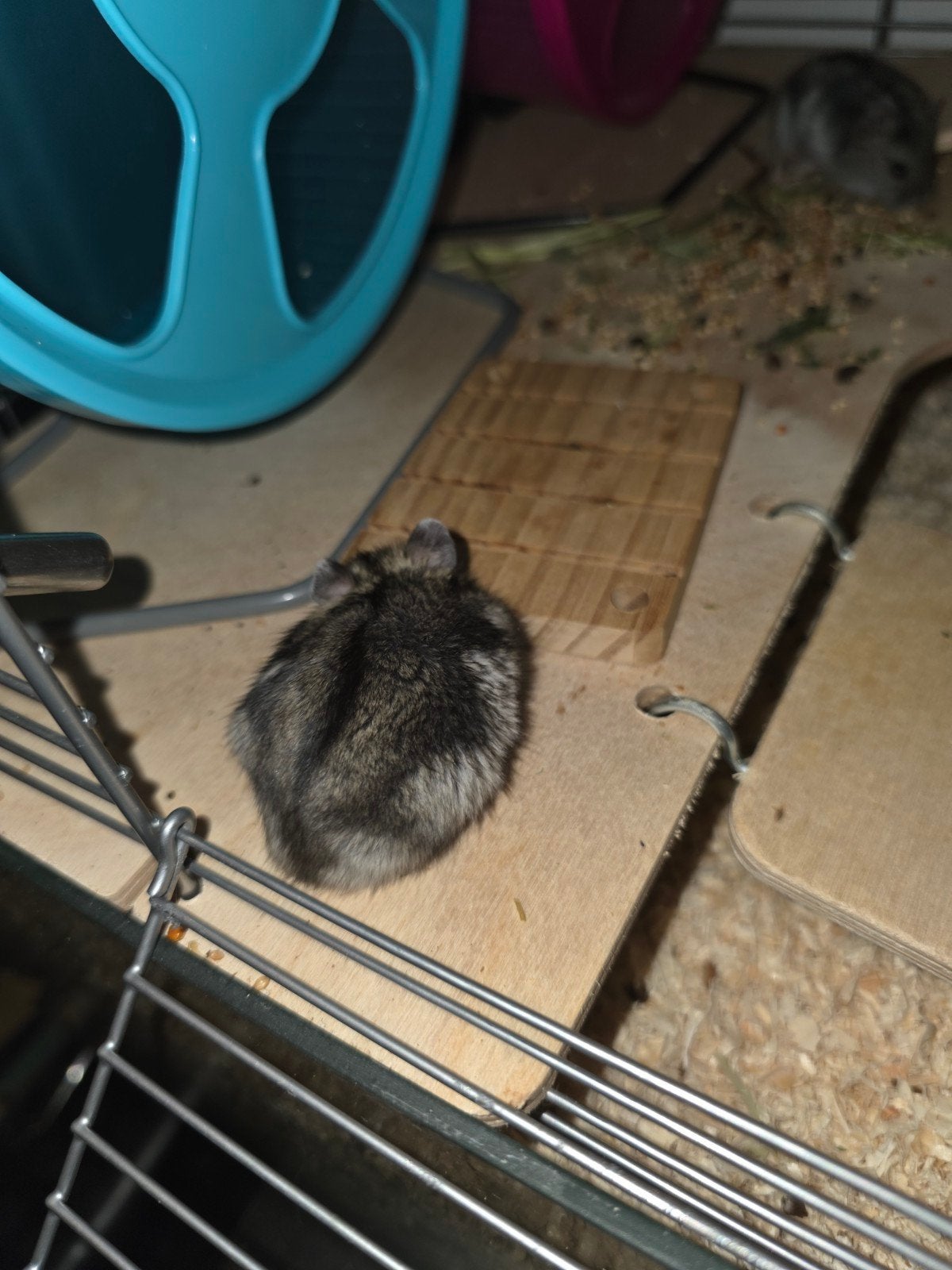 Russische dwerghamster mannetje + gratis hamsterwiel, Animaux & Accessoires, Rongeurs, Mars, Mâle, Hamster