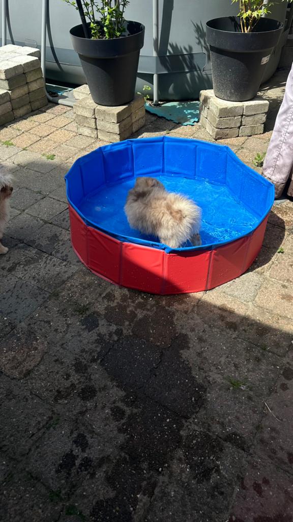 Raszuivere pomeriaantjes 2 🩷 en 1 💙, Dieren en Toebehoren, Parvo, België, Particulier, Keeshond