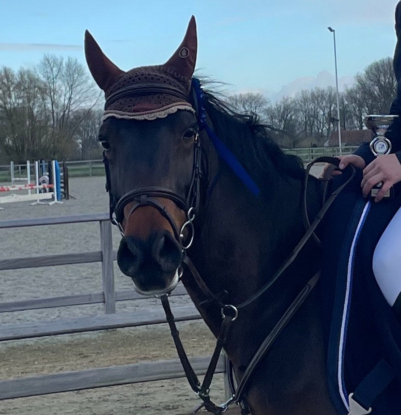 Bruin leren hoofdstel + teugels, Dieren en Toebehoren, Ophalen of Verzenden, Zo goed als nieuw, Springen