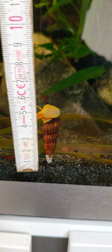 Rabbit snail Orange, Escargot ou Mollusque, Poisson d'eau douce