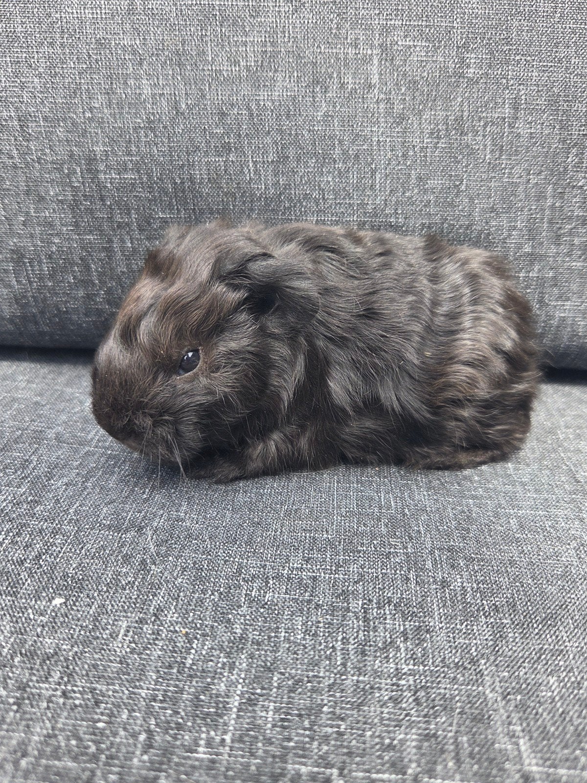 Nederland jong cavia beertje, Dieren en Toebehoren, Cavia, Mannelijk, Juli, Tam