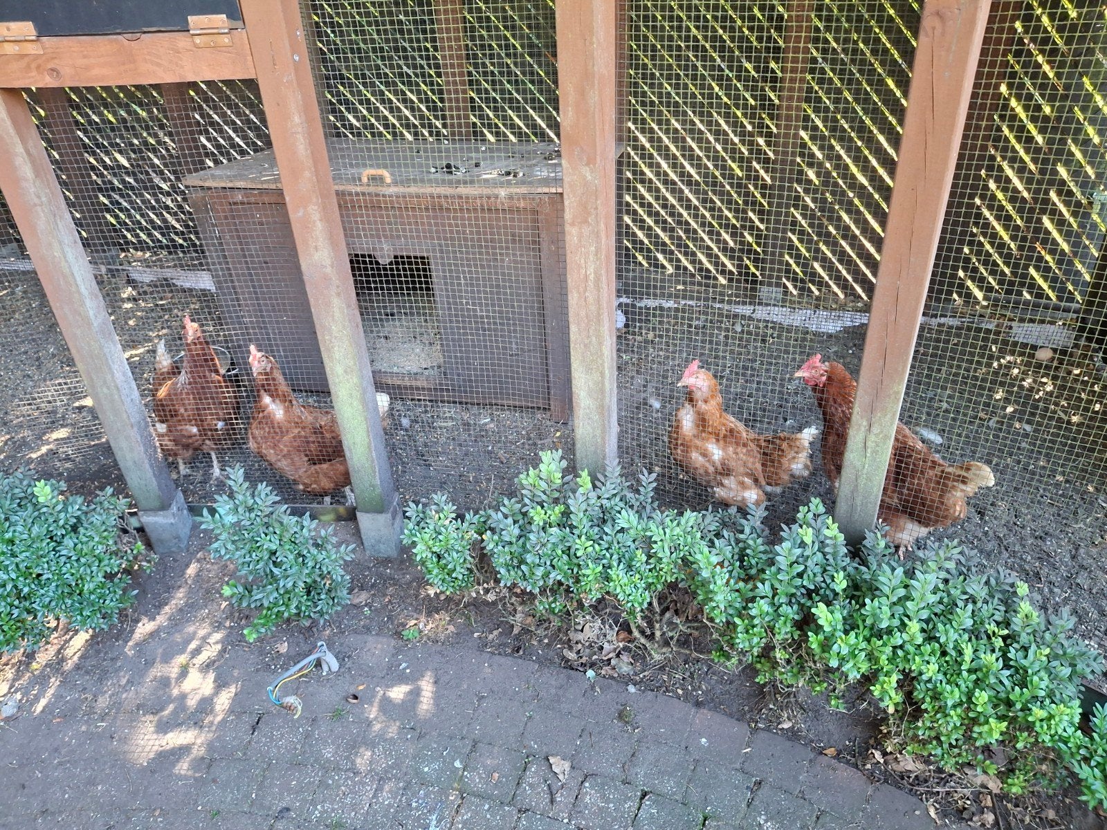 leggen kippenvan 8 jaar zoeken nieuwe thuis, Dieren en Toebehoren, Pluimvee, Vrouwelijk, Kip