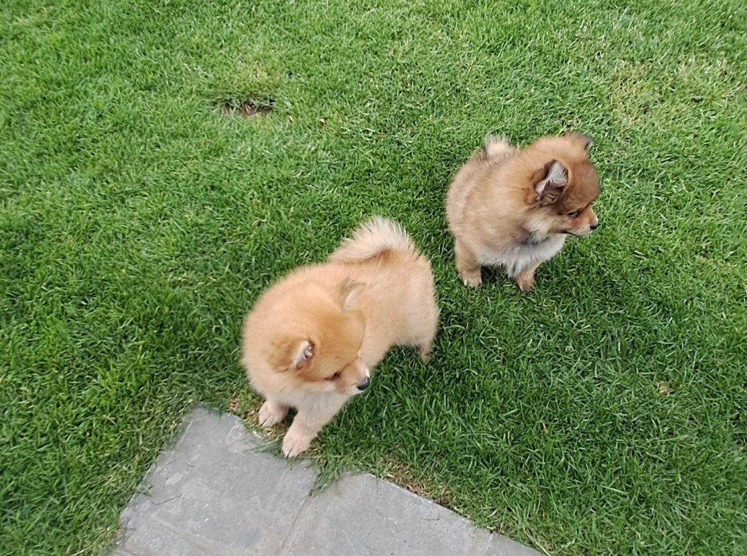 Dwergkeesjes, Parvo, België, Keeshond, 8 tot 15 weken