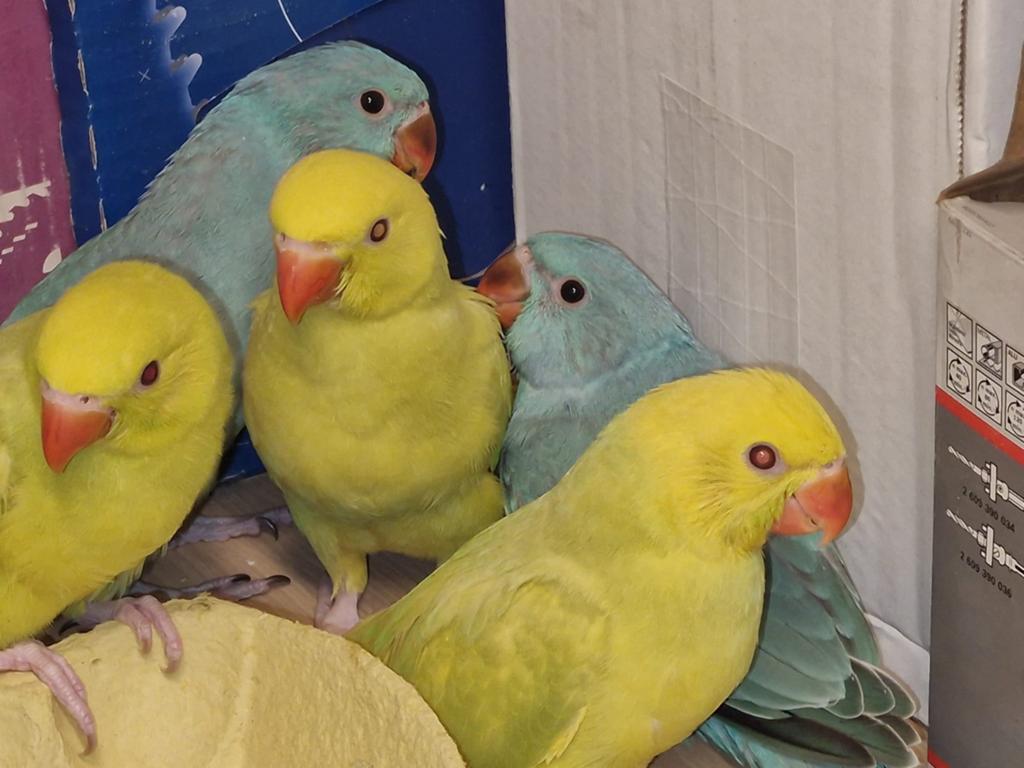 Handtamme halsbandparkieten, Dieren en Toebehoren, Vogels | Parkieten en Papegaaien