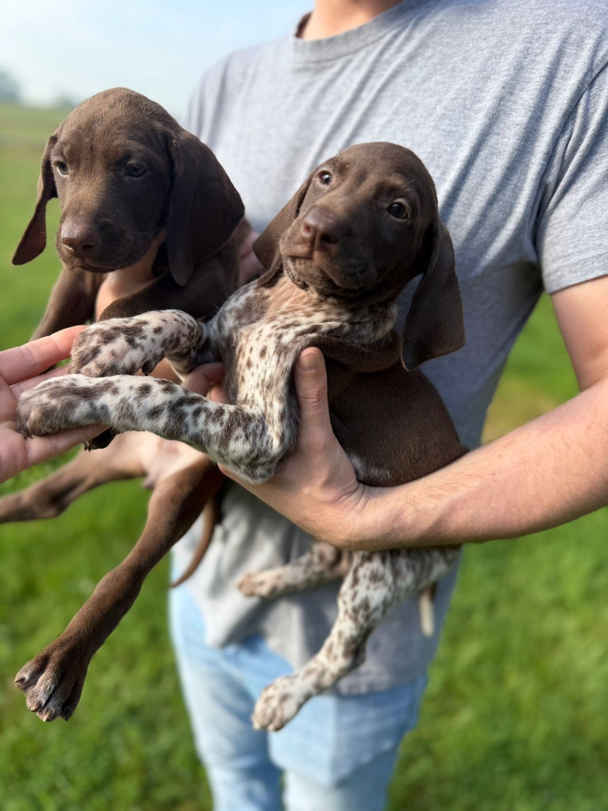 Duitse staande korthaar pups, Belgique, 8 à 15 semaines, Plusieurs, Éleveur | Loisir