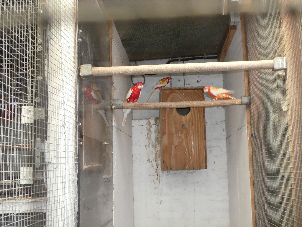 rosella parkieten, Plusieurs animaux, Perruche, Bagué