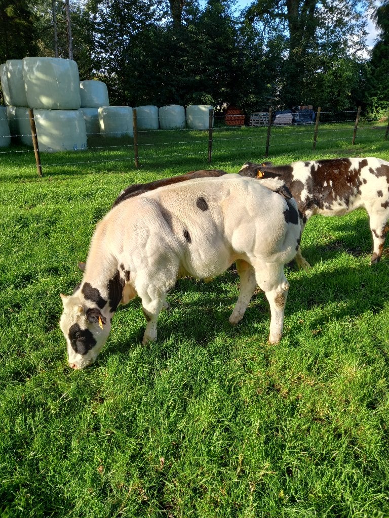 Billeman stier, Dieren en Toebehoren