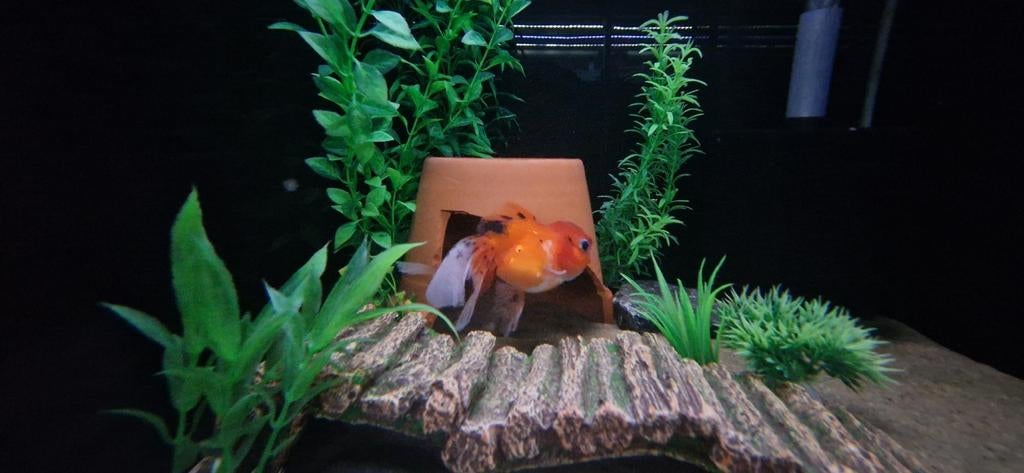 Leeuwenkop Goudvis, Poisson