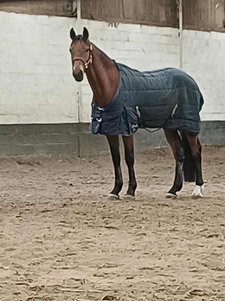 Zadelmak maken van paarden, Dieren en Toebehoren, Paarden en Pony's | Verzorgingsproducten, Ophalen