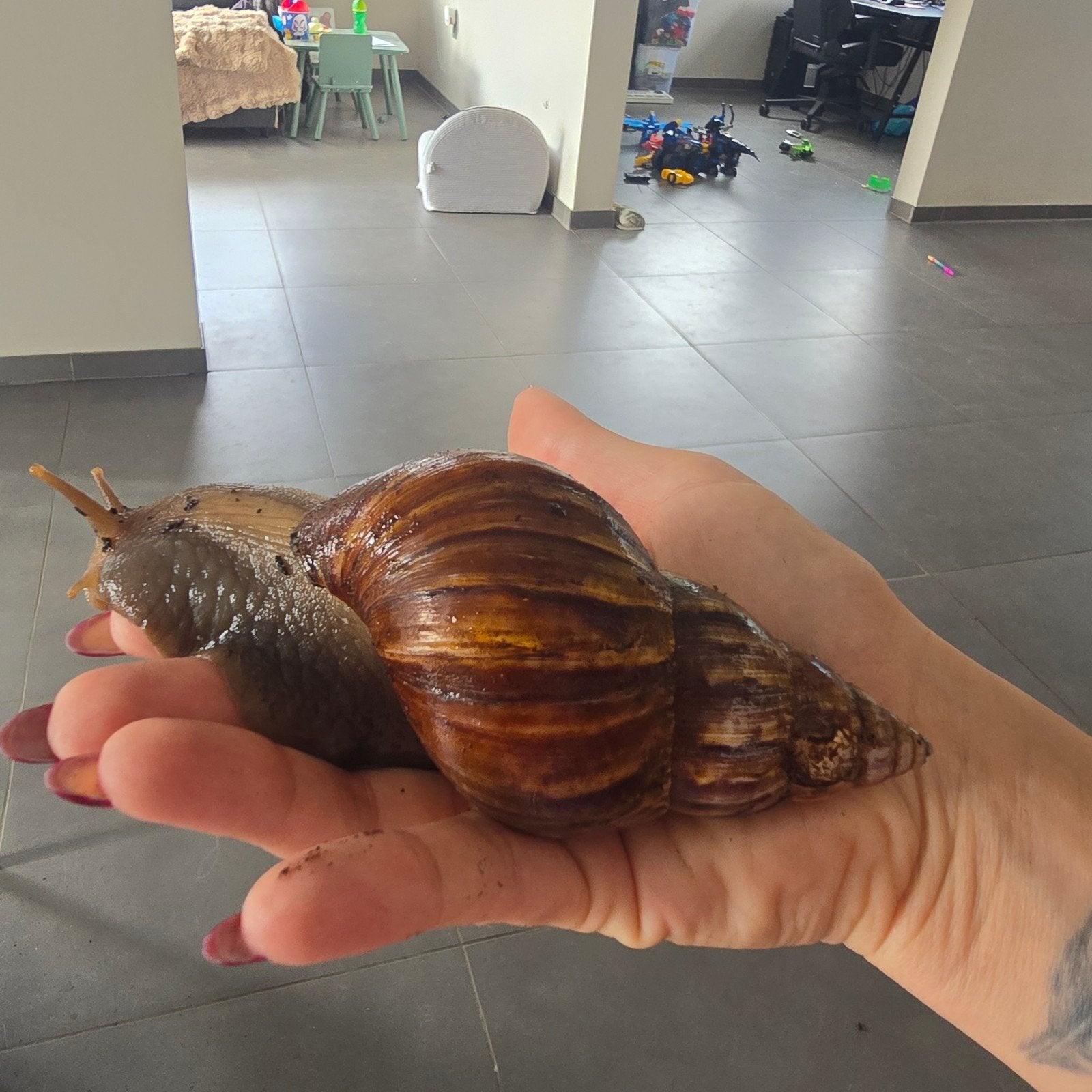 afrikaanse reuzenslakken, Dieren en Toebehoren