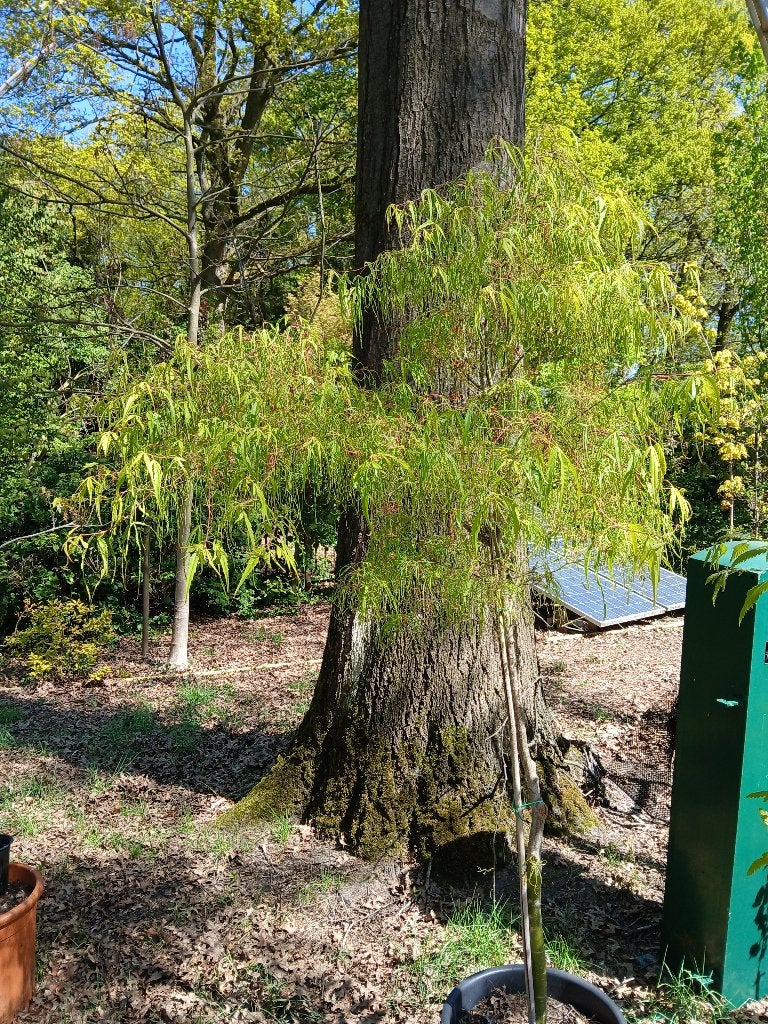 japanse esdoorn, Tuin en Terras, Planten | Bomen, Halfschaduw, Overige soorten, 100 tot 250 cm, Ophalen