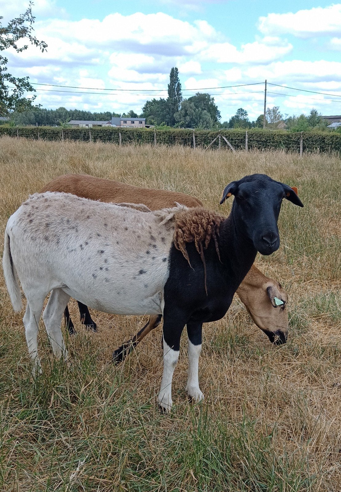 Jaarling ooi Barbados Black belly met Dorper ram, Dieren en Toebehoren, Schapen, Geiten en Varkens, Vrouwelijk, Schaap, 0 tot 2 jaar