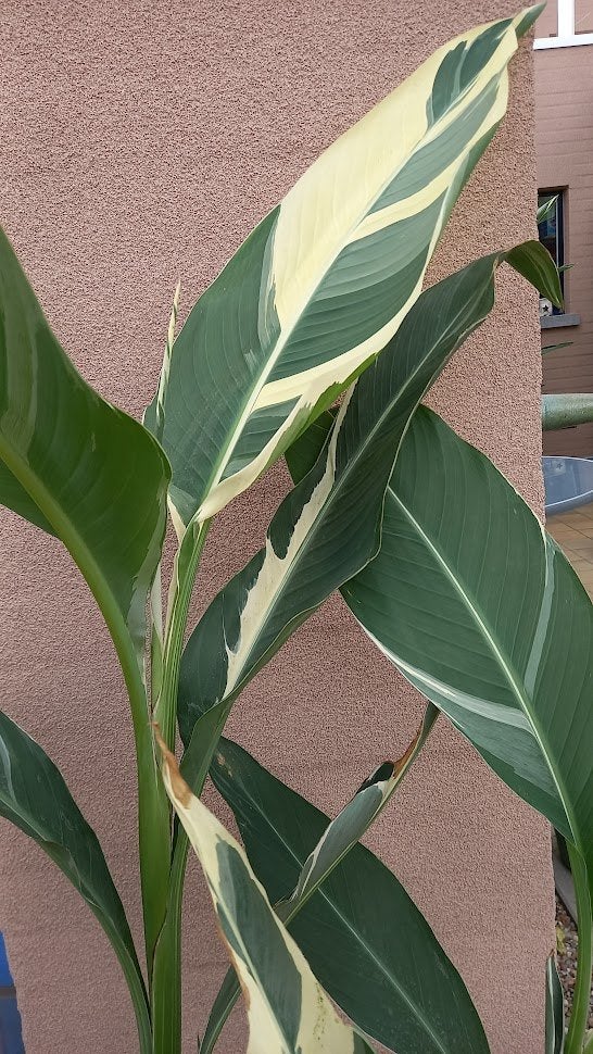 canna stuttgart, Tuin en Terras, Ophalen