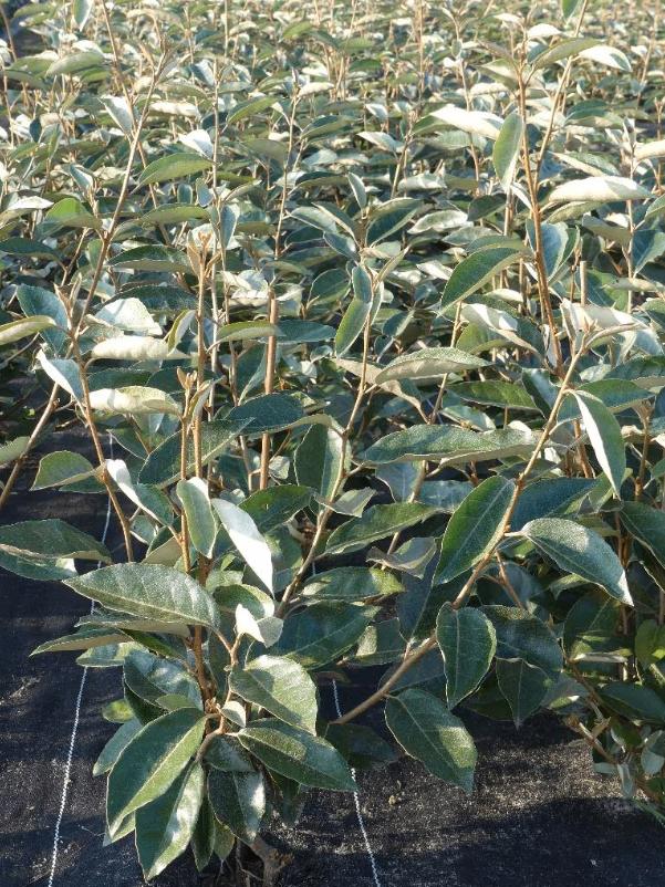 Elaeagnus Ebbingei Olijfwilg, Tuin en Terras, Ophalen, Haag