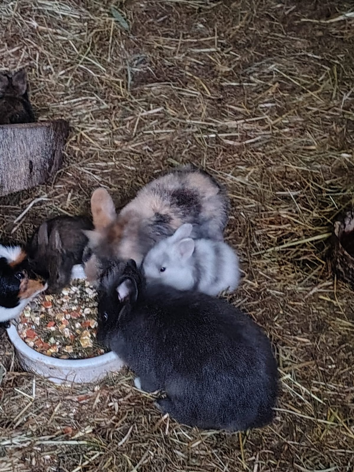 Jonge dwergkonijntjes (leeuwenkopjes), Dieren en Toebehoren, Konijnen, Meerdere dieren, Dwerg, 0 tot 2 jaar