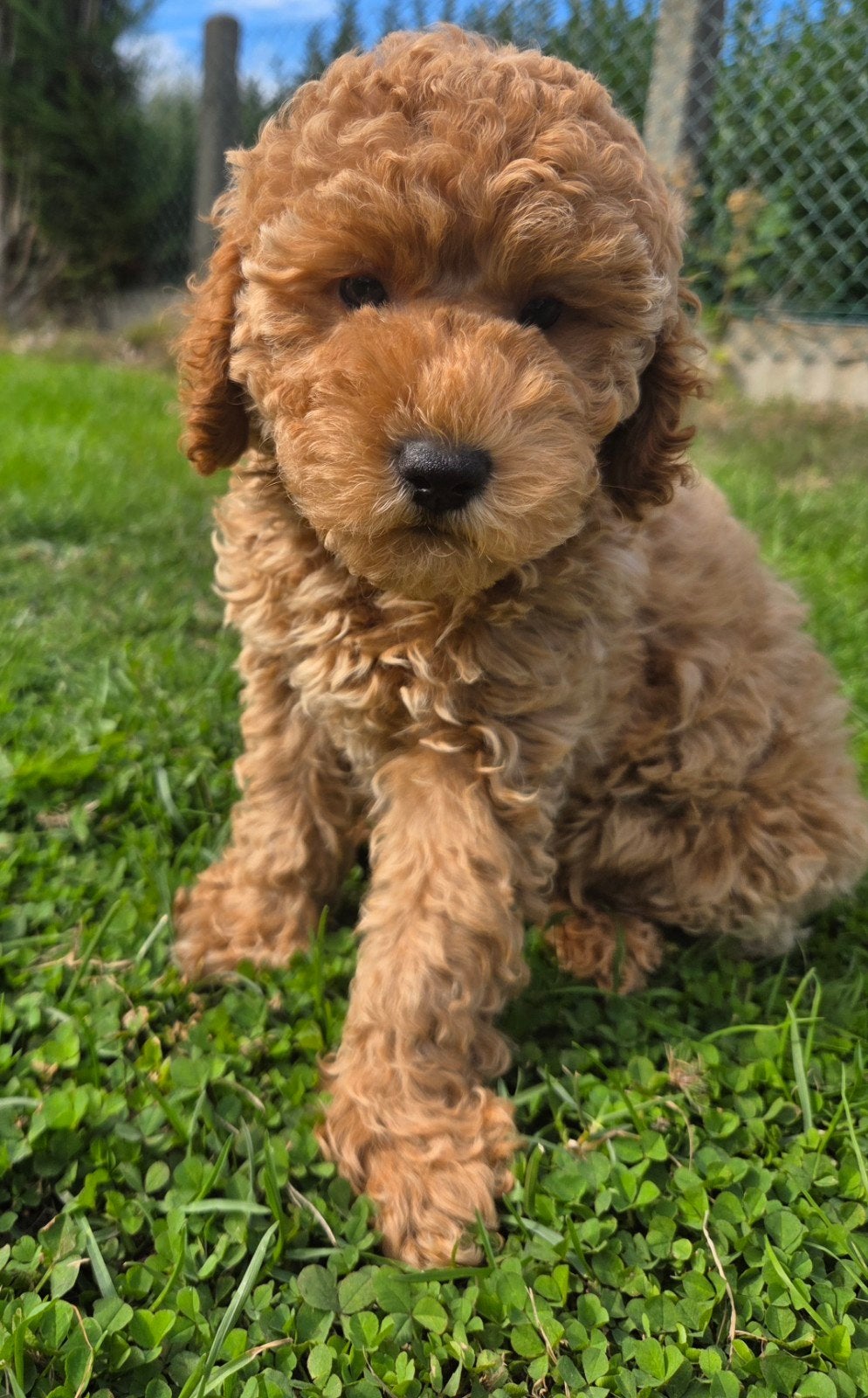 Prachtige dwergpoedelpuppy's, Poedel, België, Fokker | Hobbymatig, Meerdere