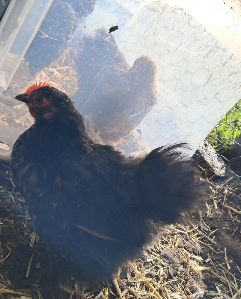 Cochin haantje 9 weken, Dieren en Toebehoren, Mannelijk, Kip