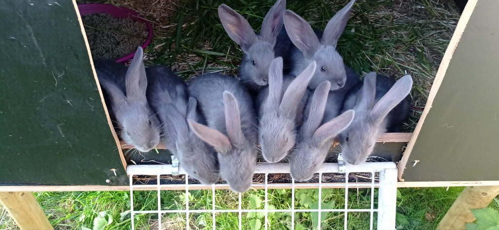 blauwe vlaamse reuzen, Dieren en Toebehoren, Konijnen, Groot, Meerdere dieren, 0 tot 2 jaar