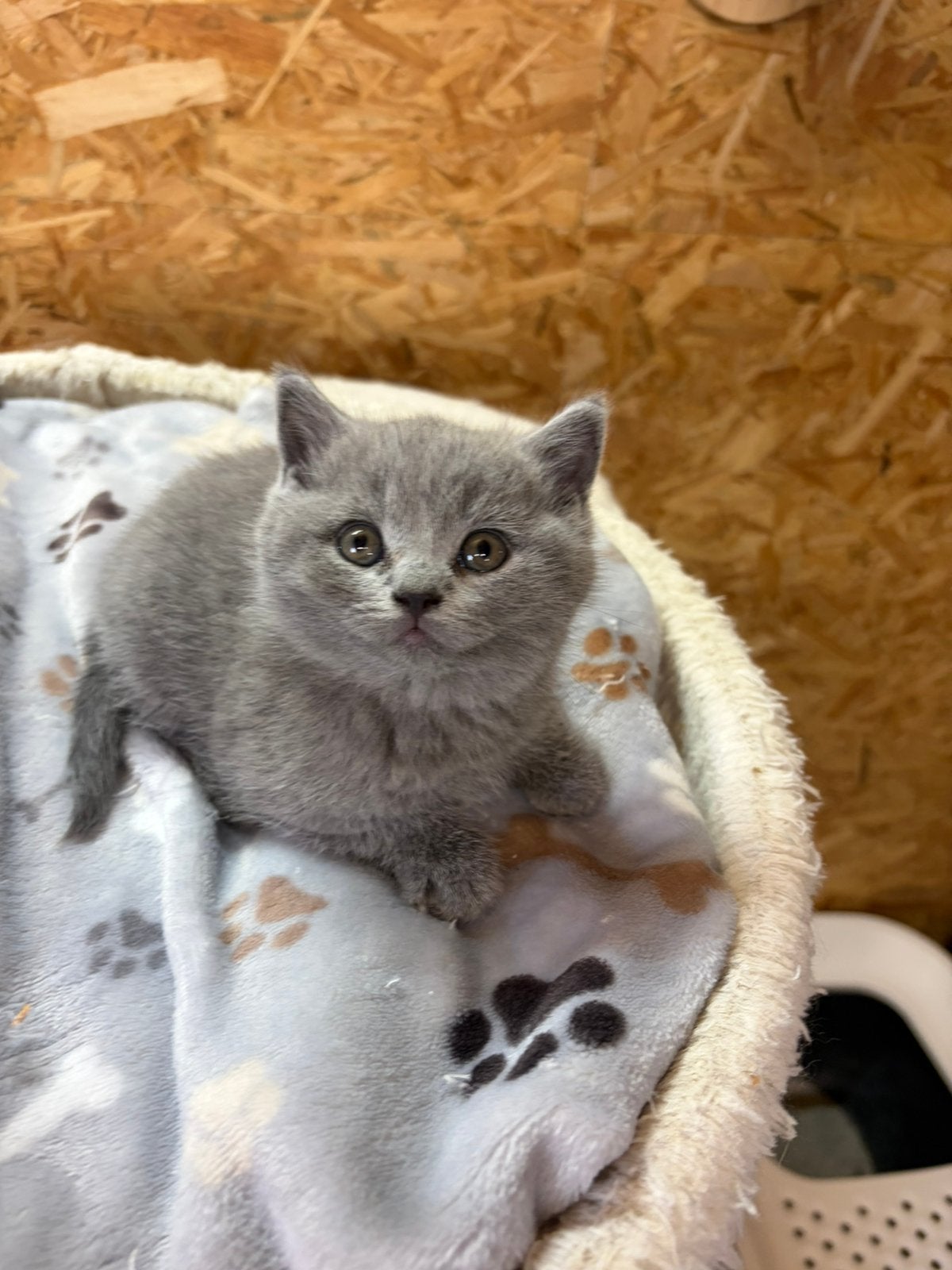 Brits korhaar kitten blue, Animaux & Accessoires, Chat, Avec puce électronique, 0 à 2 ans