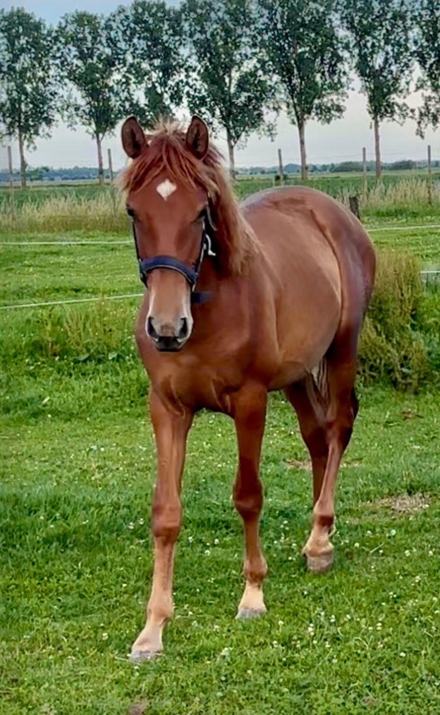 APTA PRE (Andalusier) merrie en jaarling hengst, Dieren en Toebehoren, Meerdere dieren